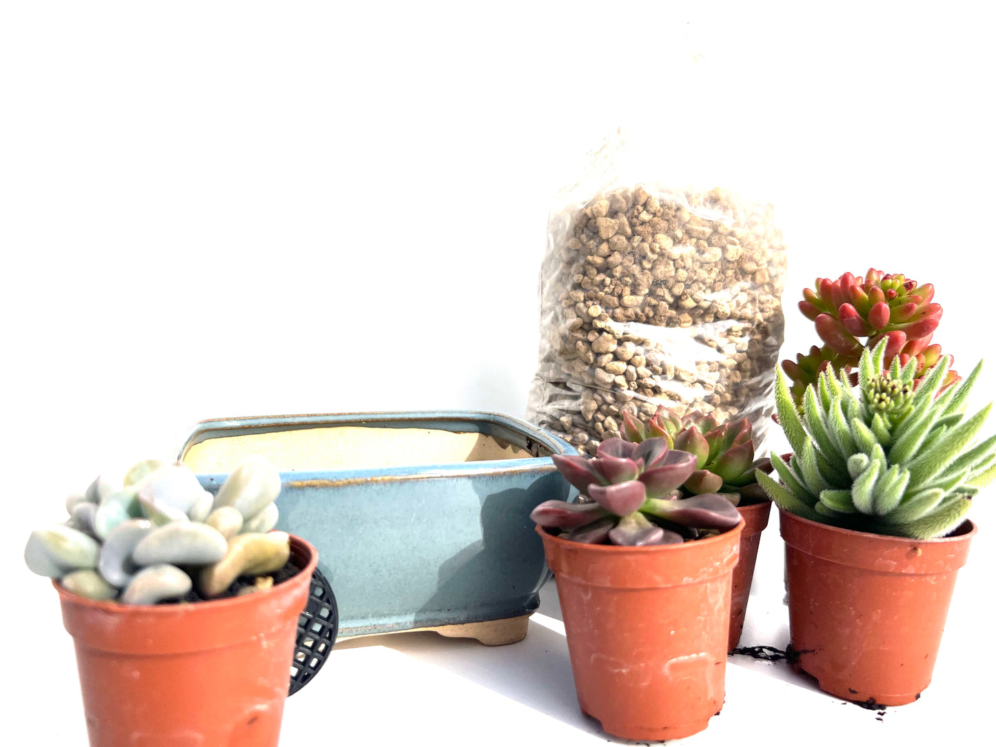 🌵 Pack “BoheSucus Starter” – Tu mini colección de suculentas lista para plantar