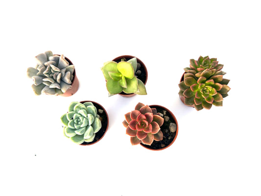 Pack 5 Suculentas