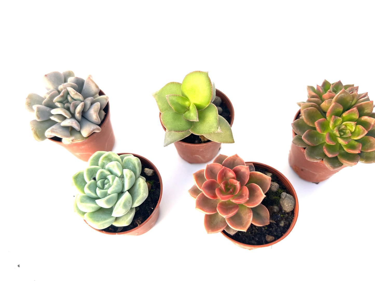 Pack 5 Suculentas