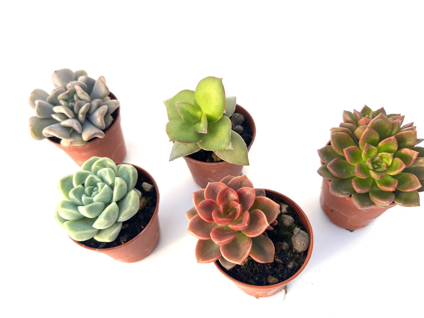 Pack 5 Suculentas