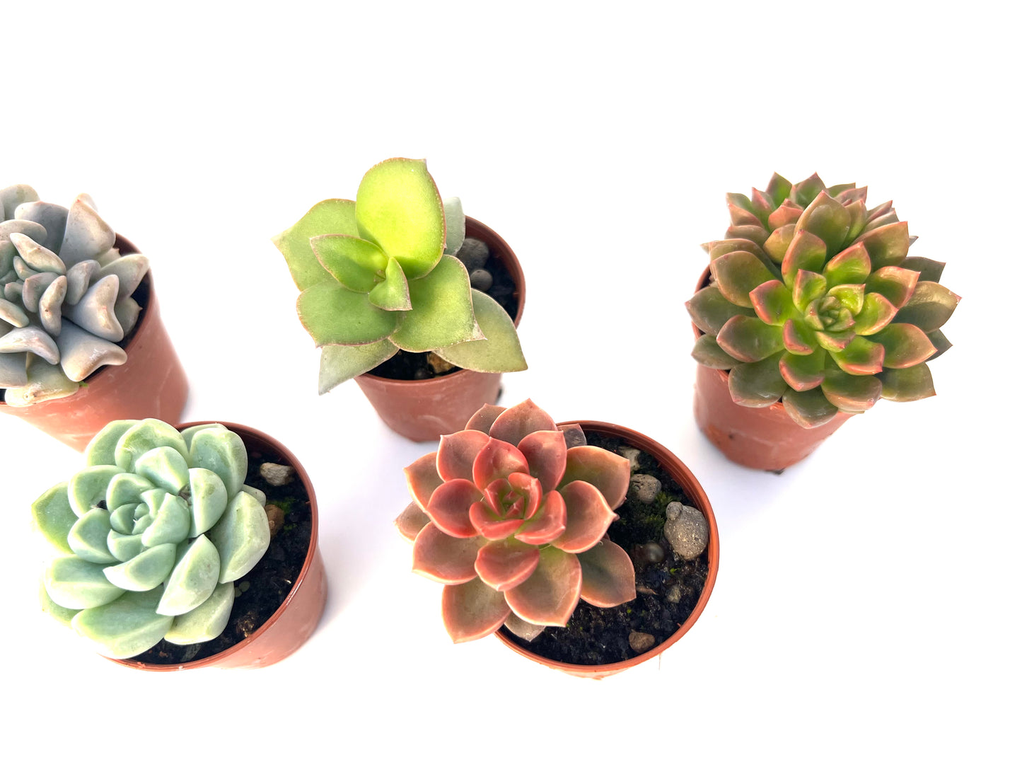 Pack 5 Suculentas