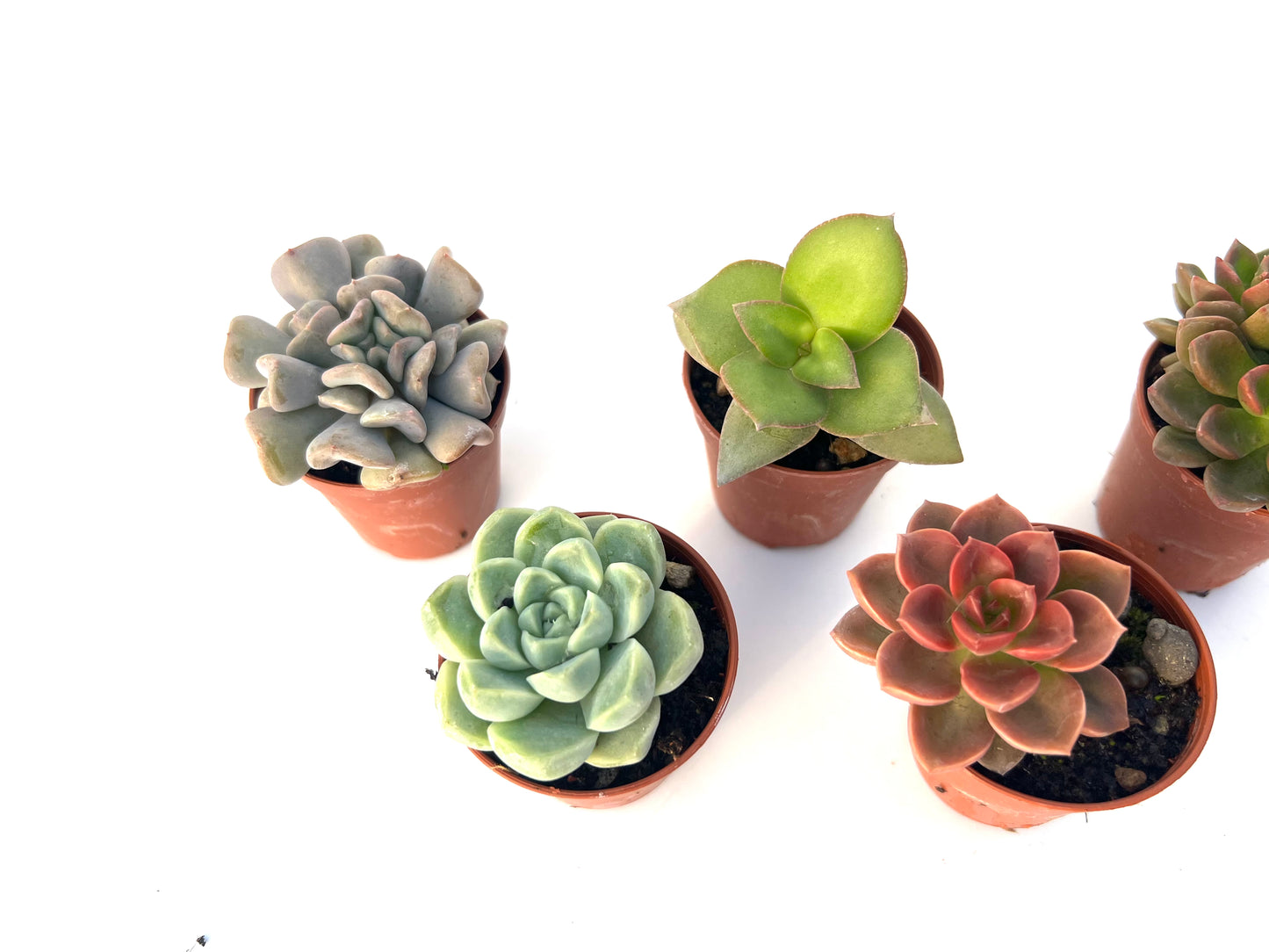 Pack 5 Suculentas