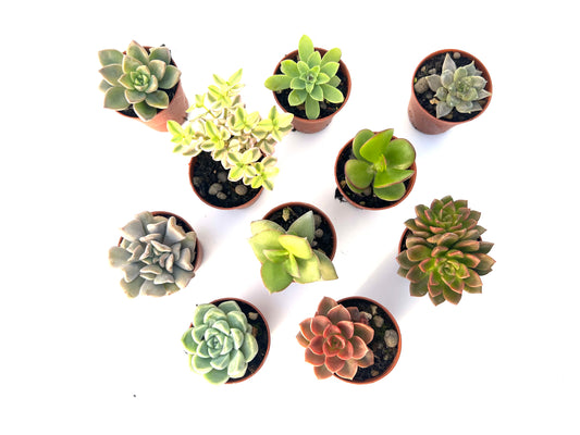 Pack 10 suculentas