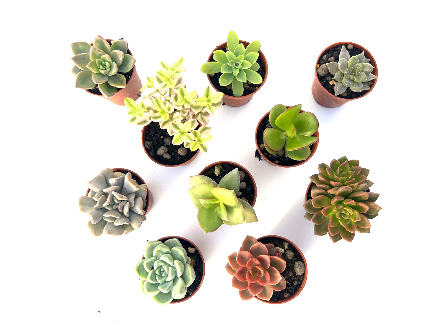 Pack 10 suculentas