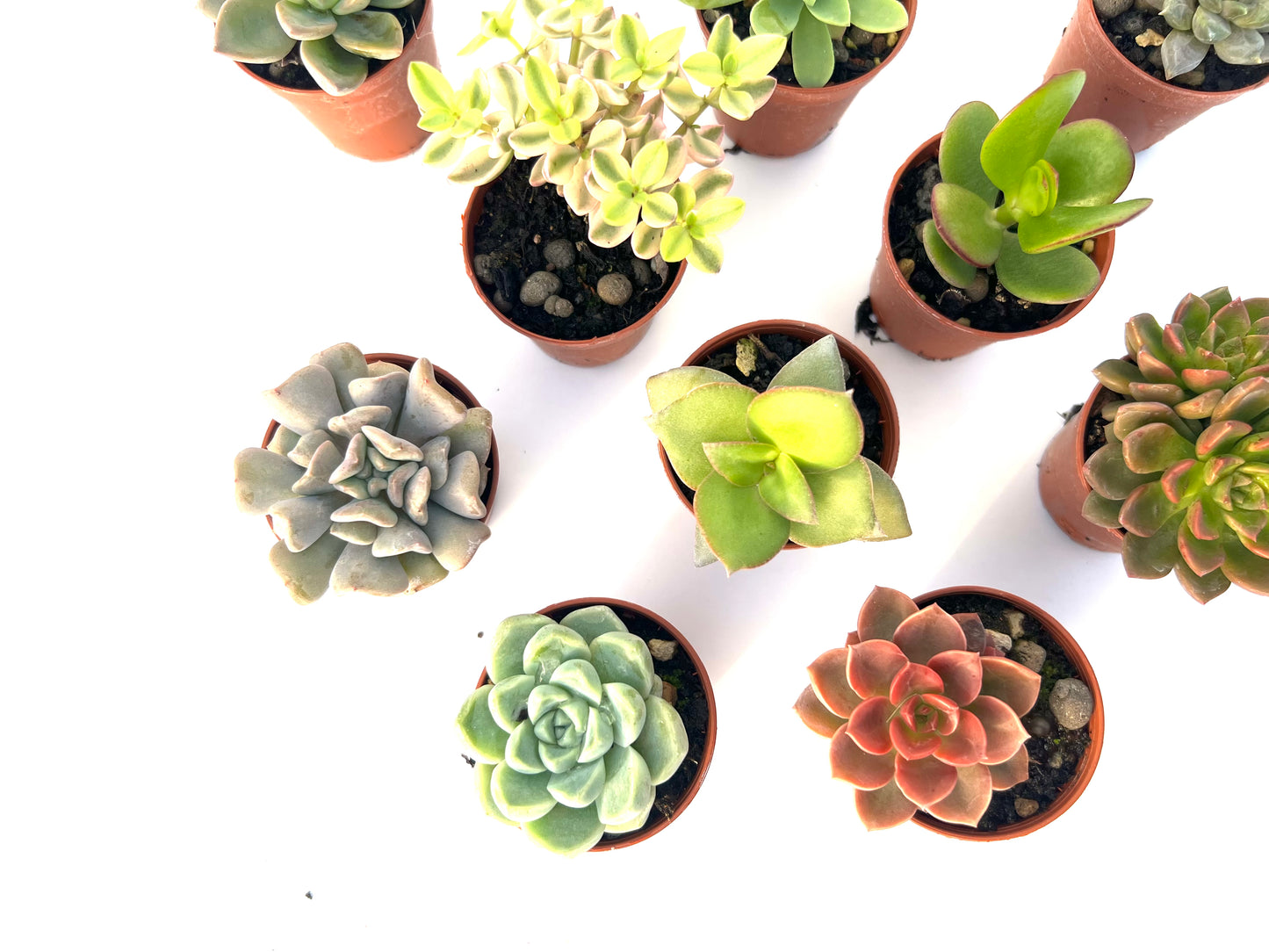 Pack 10 suculentas