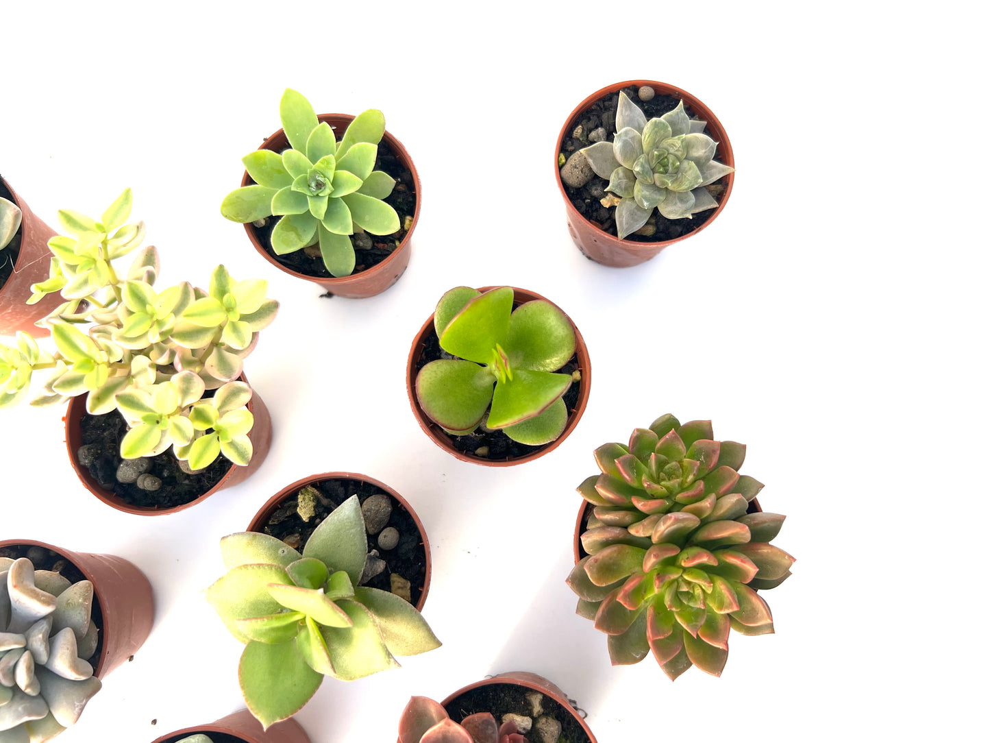Pack 10 suculentas