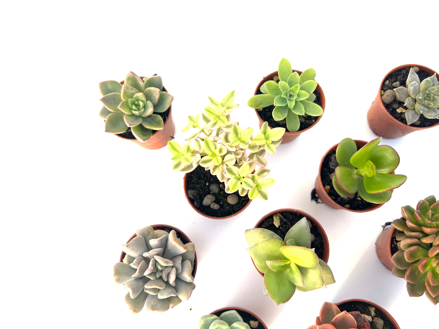 Pack 10 suculentas
