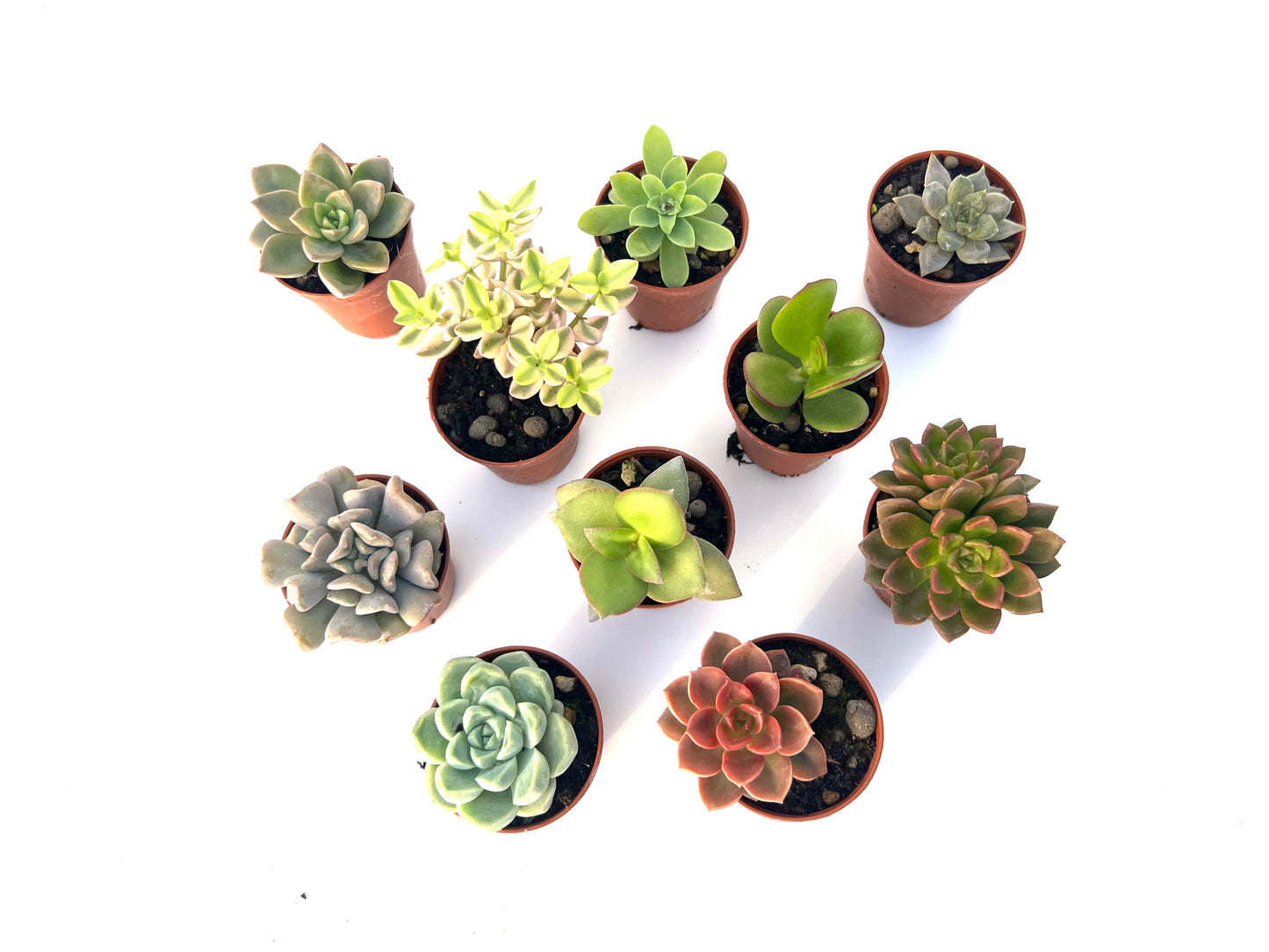 Pack 10 suculentas