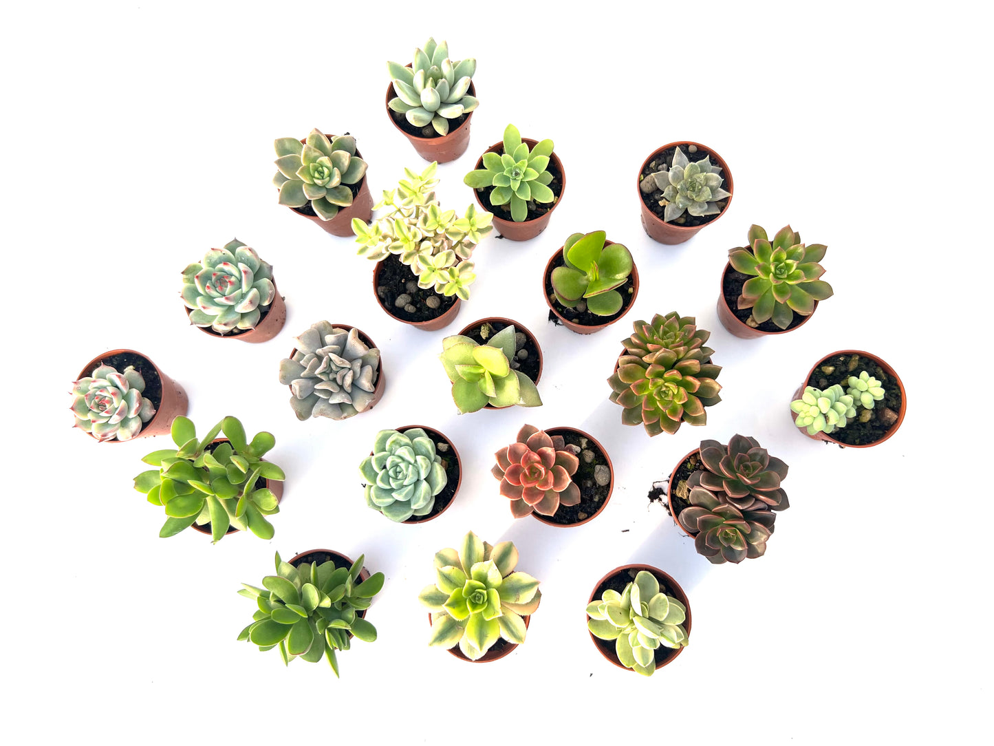 Pack 20 Suculentas