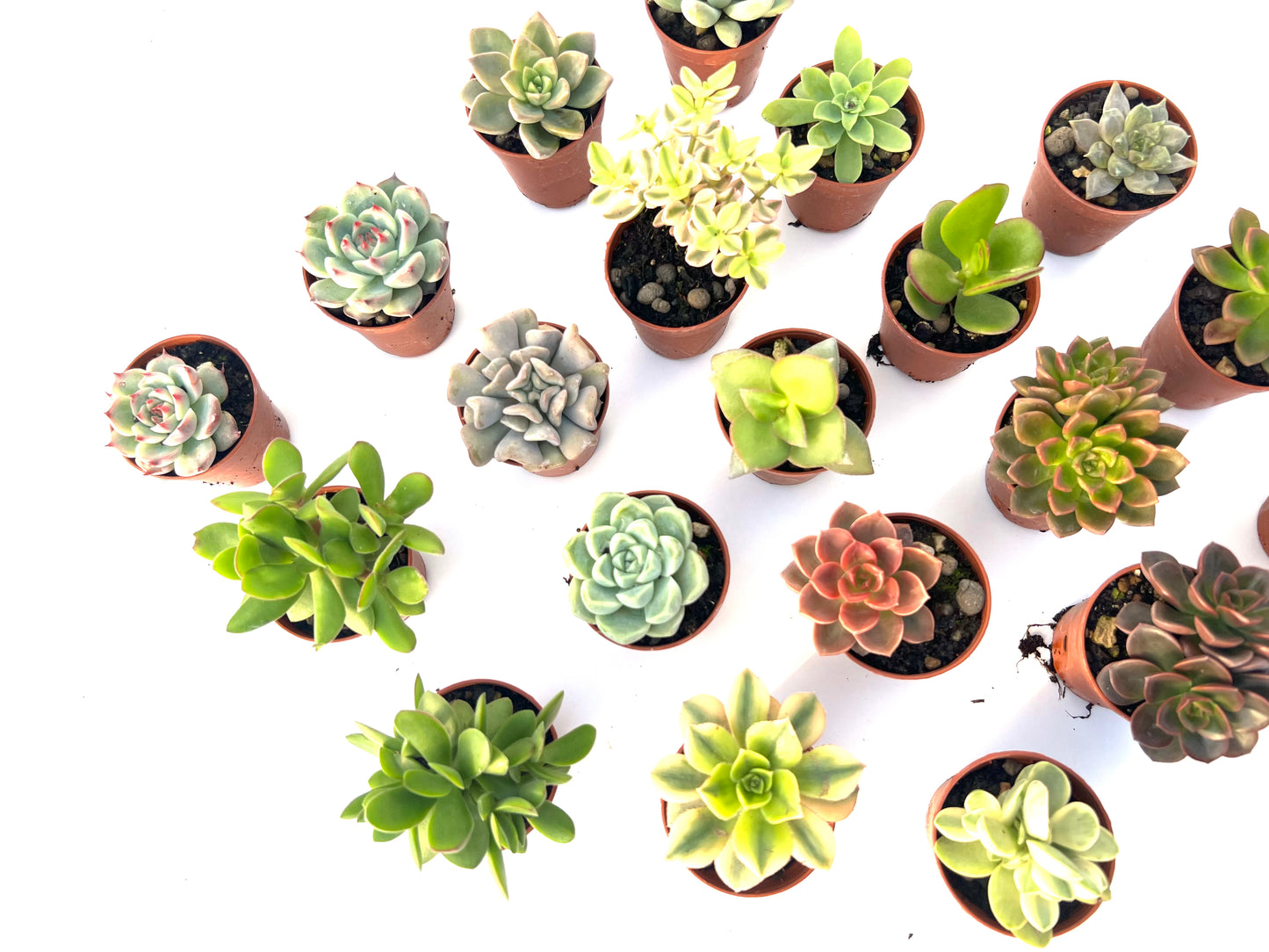 Pack 20 Suculentas