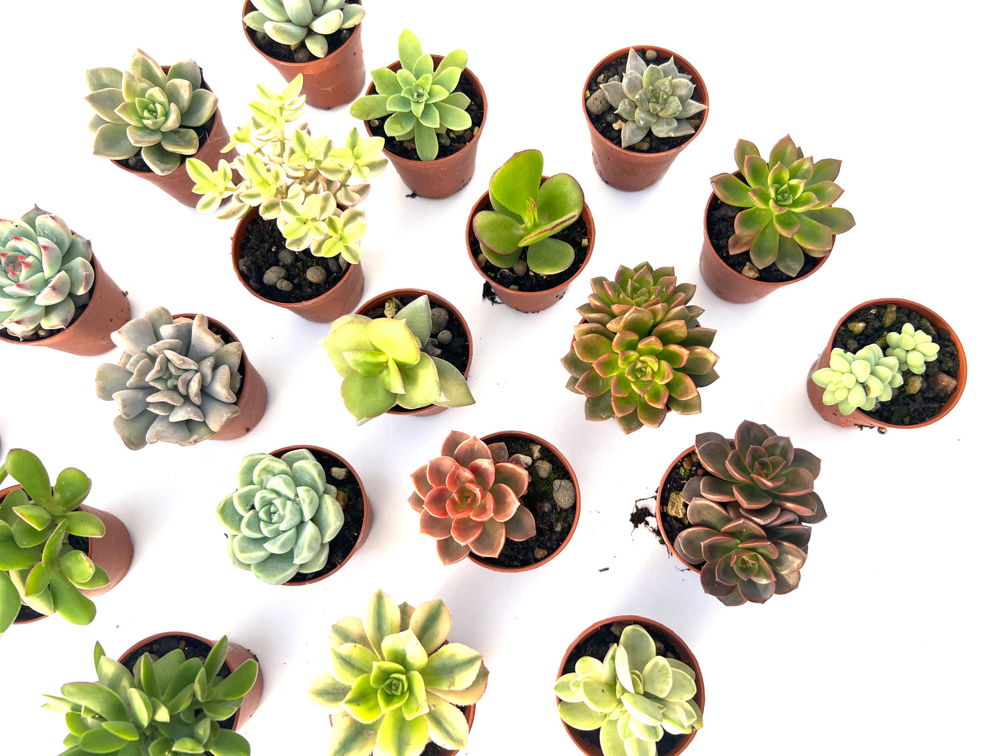 Pack 20 Suculentas