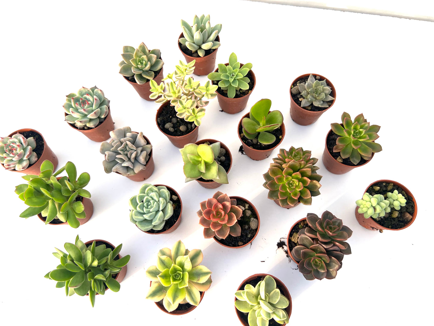 Pack 20 Suculentas