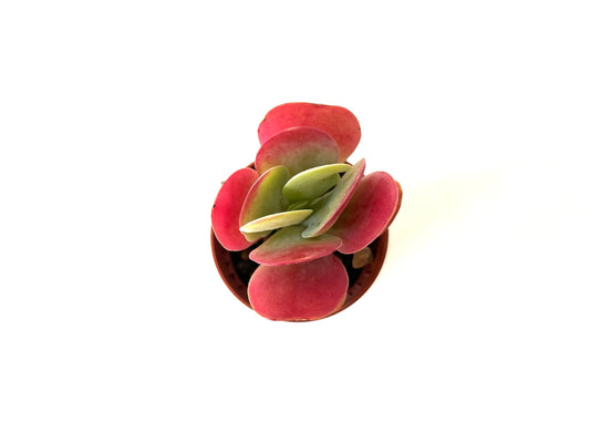 Kalanchoe Thyrsiflora