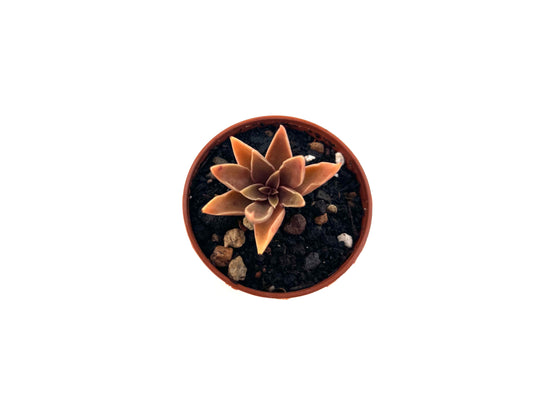 Echeveria Sabre Wolf