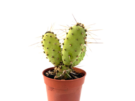 Opuntia Fragilis