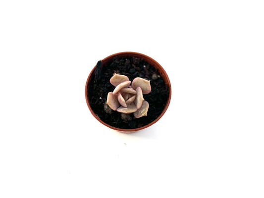 Echeveria Lola