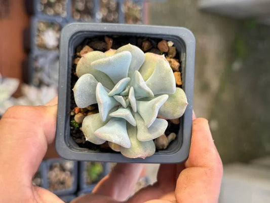 Echeveria Cubic Frost